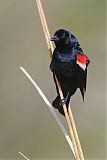 Tricolored Blackbirdborder=